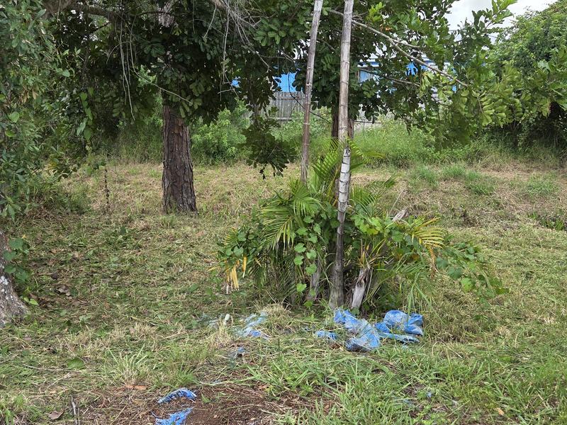 The same back yard after — grass cut back, brush cleared and hauled away