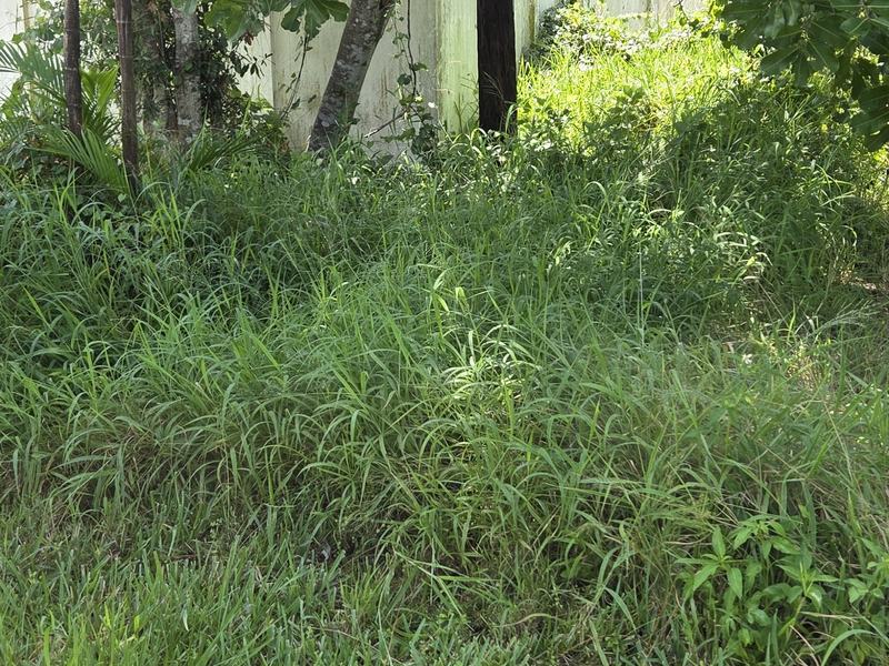 Overgrown yard before — tall grass and undergrowth swallowing the trees and fence
